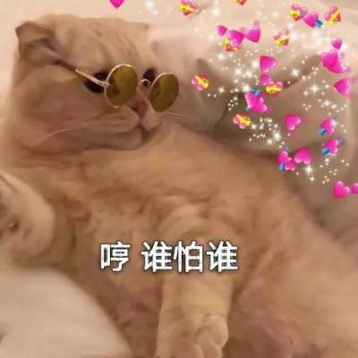 动物头像个性（有趣的动物头像）