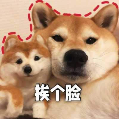 动物头像个性（有趣的动物头像）