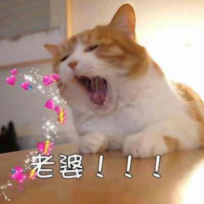 动物头像个性（有趣的动物头像）