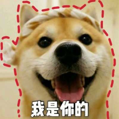 动物头像个性（有趣的动物头像）