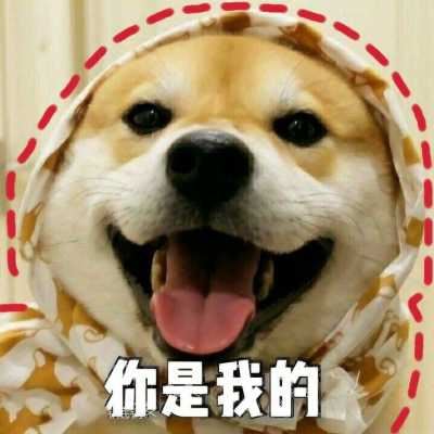 动物头像个性（有趣的动物头像）