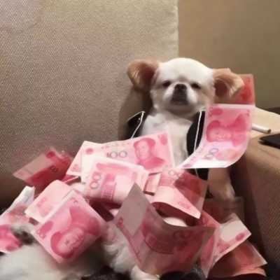 情侣头像奇葩搞笑一对动物_情头动物搞怪头像