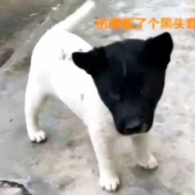 沙雕宠物情头（搞笑动物情侣头像沙雕可爱）