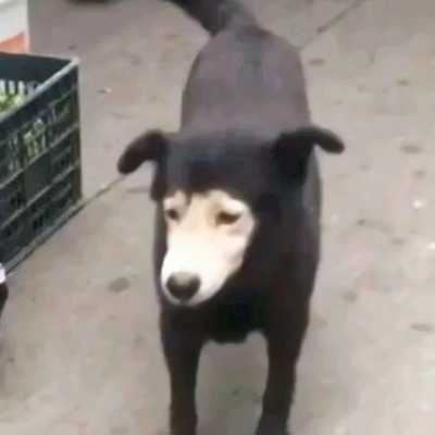 沙雕宠物情头（搞笑动物情侣头像沙雕可爱）
