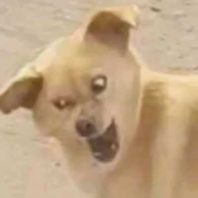 情侣头像奇葩搞笑一对动物_情头动物搞怪头像