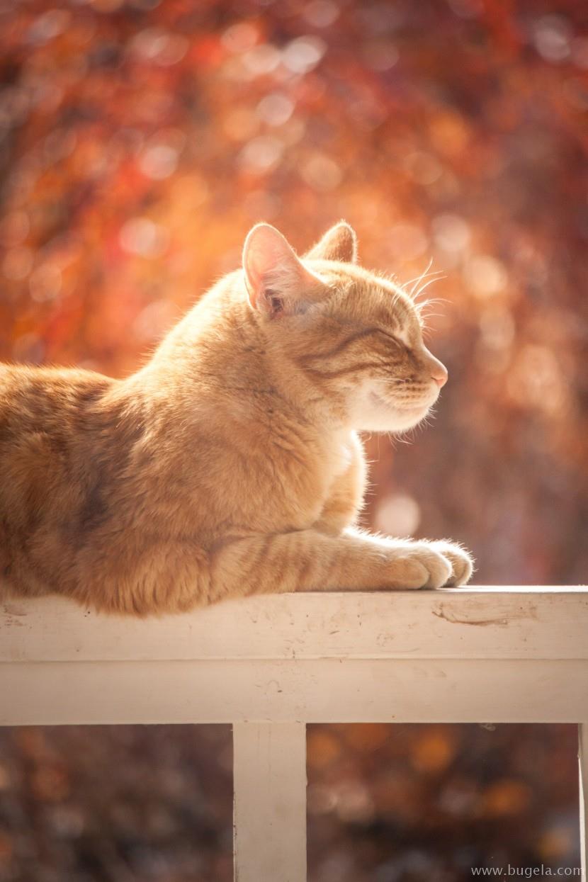 好看室外睡着的猫咪图片大全