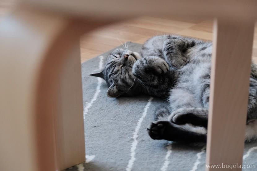 好看仰躺的猫咪图片大全