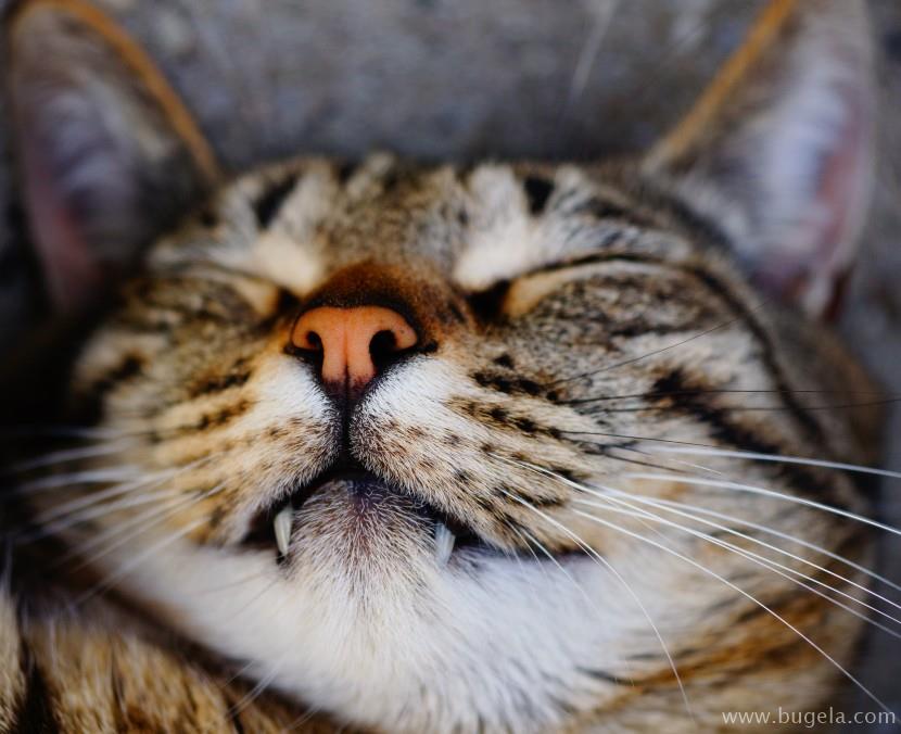 好看仰躺的猫咪图片大全