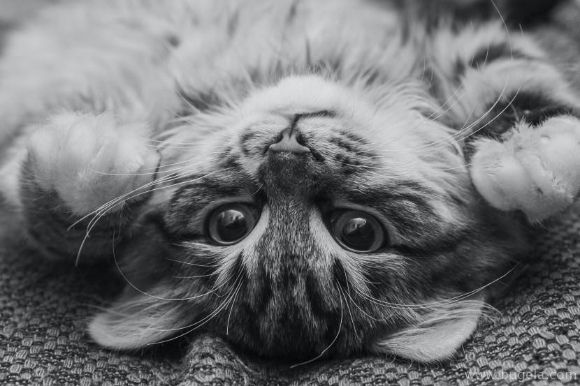 好看仰躺的猫咪图片大全
