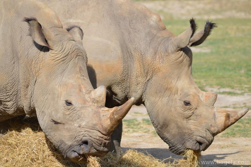 超美脖子粗短的犀牛图片大全