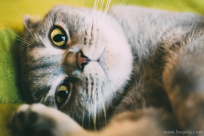 好看仰躺的猫咪图片大全
