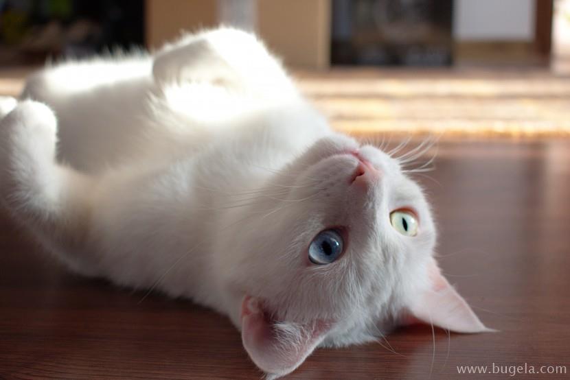 好看仰躺的猫咪图片大全