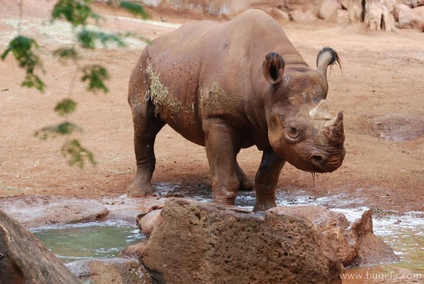 超美脖子粗短的犀牛图片大全