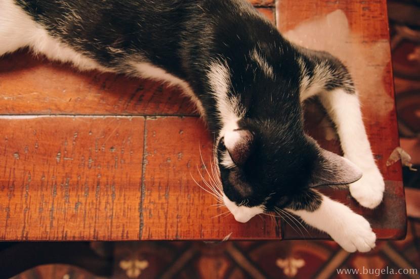 好看室外睡着的猫咪图片大全