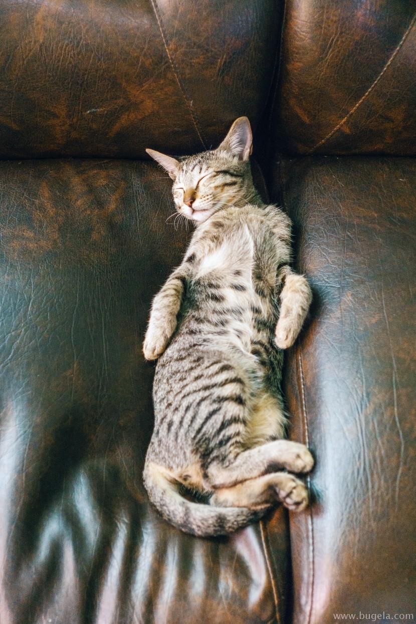 好看仰躺的猫咪图片大全