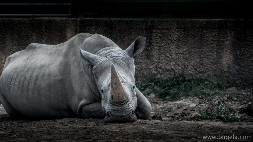超美脖子粗短的犀牛图片大全