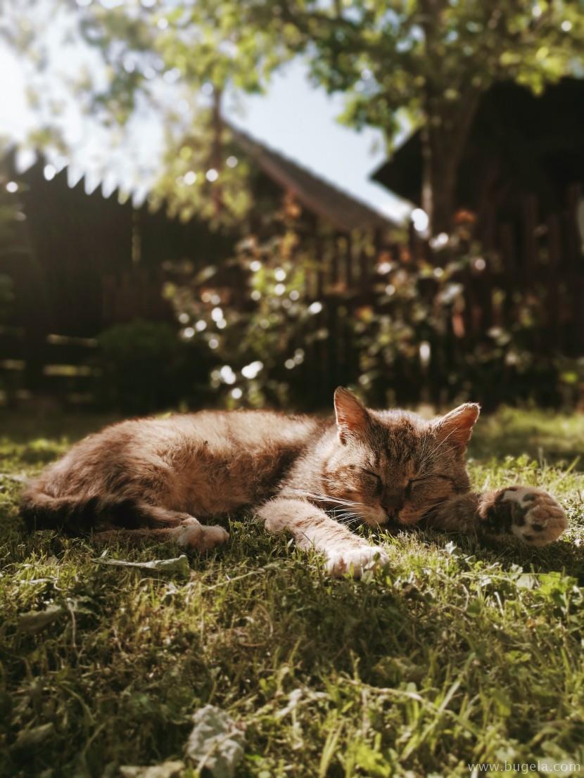 好看室外睡着的猫咪图片大全
