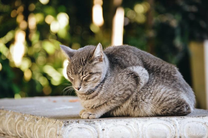 好看室外睡着的猫咪图片大全