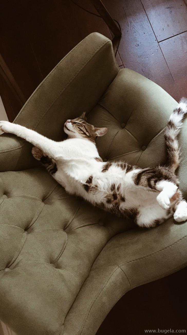 好看仰躺的猫咪图片大全