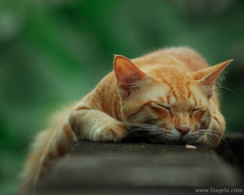 好看室外睡着的猫咪图片大全