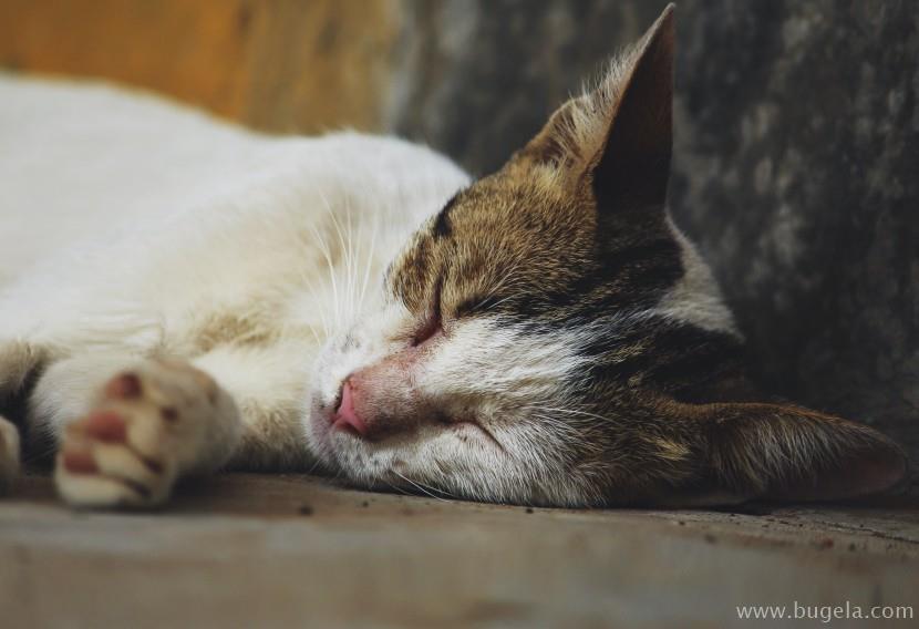 好看室外睡着的猫咪图片大全