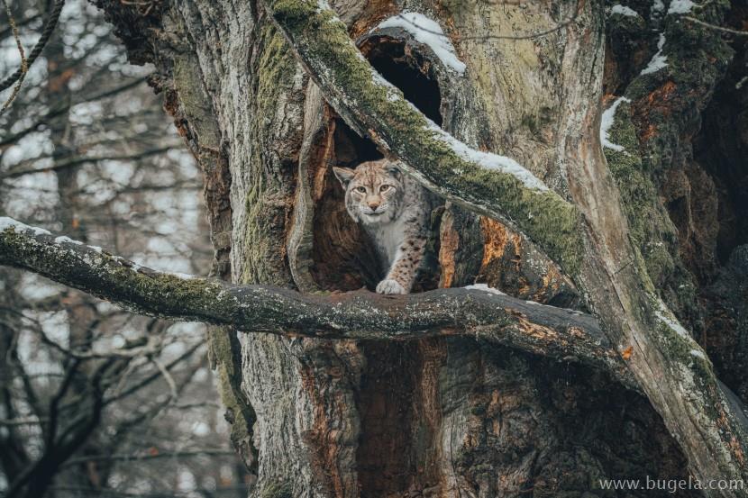 唯美四肢矫健的猞猁图片大全
