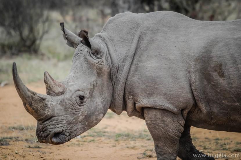 超美脖子粗短的犀牛图片大全