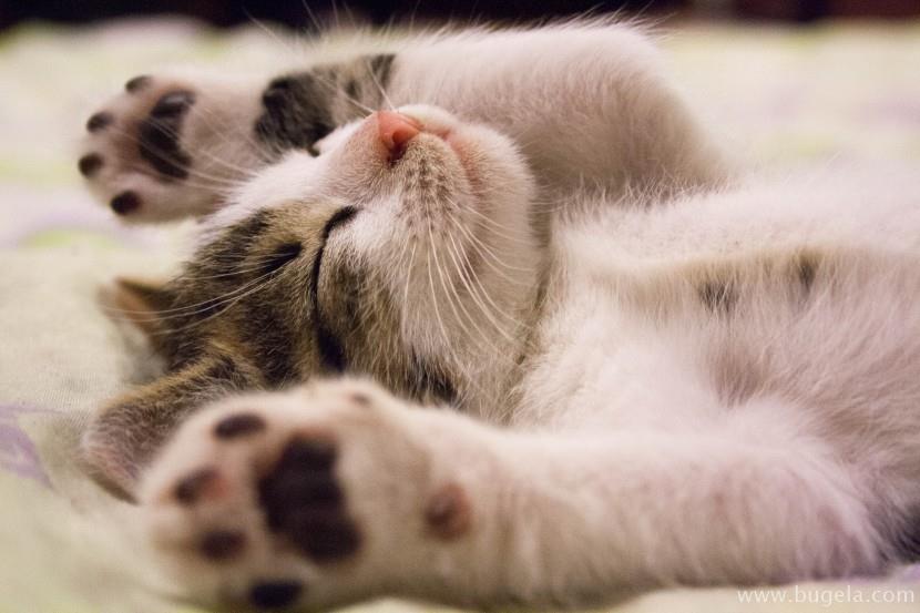 好看仰躺的猫咪图片大全