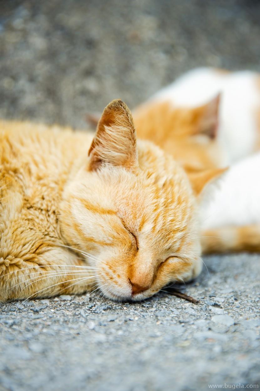 好看室外睡着的猫咪图片大全