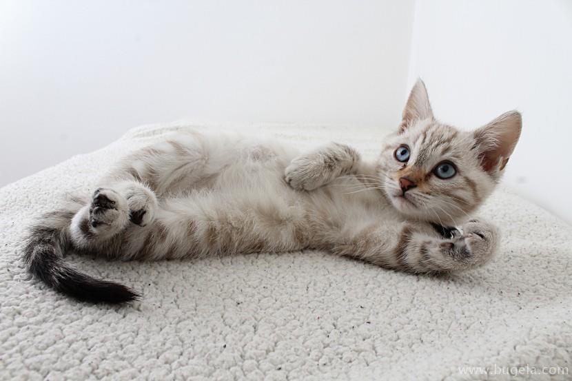 好看仰躺的猫咪图片大全