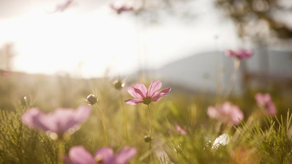 透过层层阳光遇见花夏天风景壁纸图片