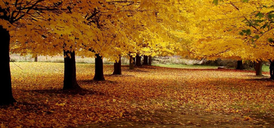 秋天的景色壁纸 关于秋天的壁纸