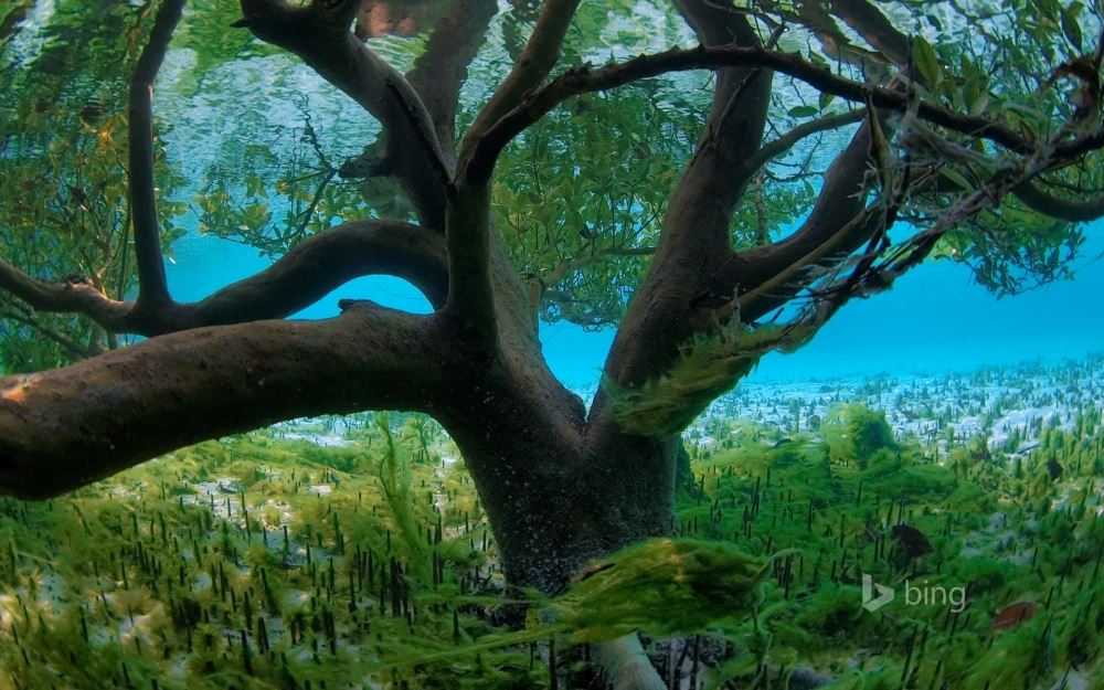 2013年Bing必应十佳电脑桌面壁纸图片