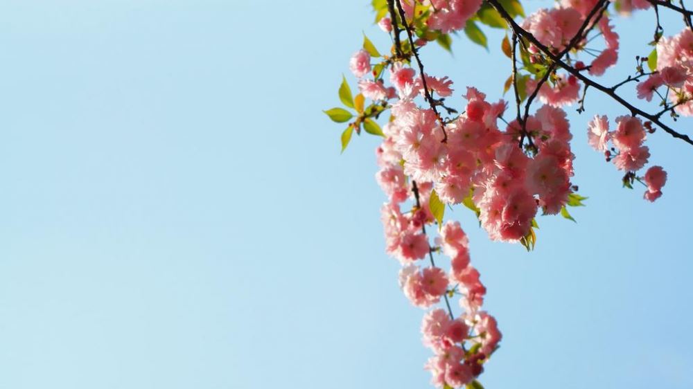 透过层层阳光遇见花夏天风景壁纸图片