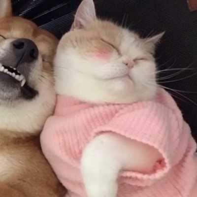 猫咪和狗狗的情头照片（猫猫狗狗情头）