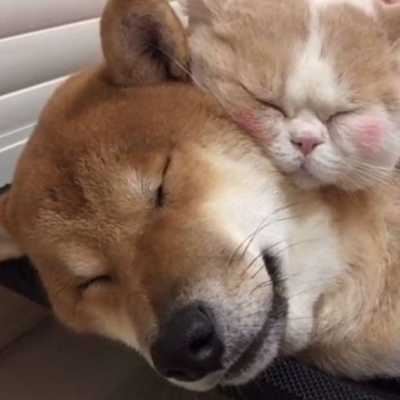 猫咪和狗狗的情头照片（猫猫狗狗情头）