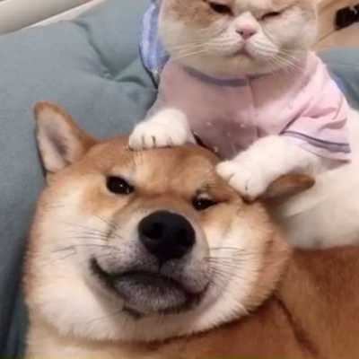 猫咪和狗狗的情头照片（猫猫狗狗情头）