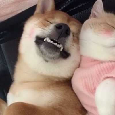 猫咪和狗狗的情头照片（猫猫狗狗情头）