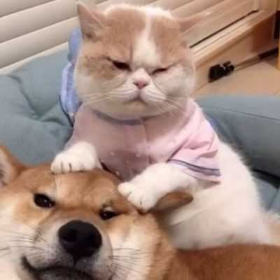 猫咪和狗狗的情头照片（猫猫狗狗情头）