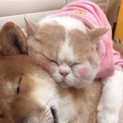 猫咪和狗狗的情头照片（猫猫狗狗情头）