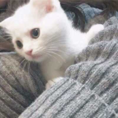 带萌宠的女生头像大全_女生萌宠头像大全可爱