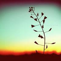 幸运草头像图片-2021幸运草幸运图片头像