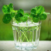 幸运草头像图片-2021幸运草幸运图片头像