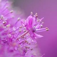 幸运草头像图片-2021幸运草幸运图片头像