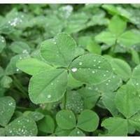 幸运草头像图片-2021幸运草幸运图片头像