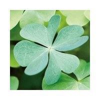 幸运草头像图片-2021幸运草幸运图片头像