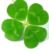 幸运草头像图片-2021幸运草幸运图片头像