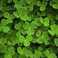 幸运草头像图片-2021幸运草幸运图片头像