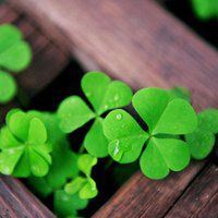 幸运草头像图片-2021幸运草幸运图片头像