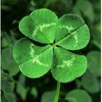 幸运草头像图片-2021幸运草幸运图片头像